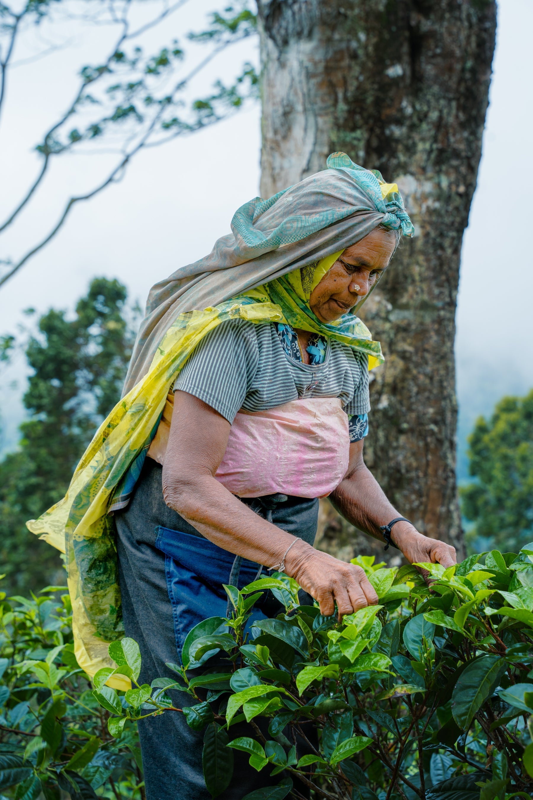 The Art of Hand-Plucking Tea: Tradition Meets Innovation at Panilkanda
