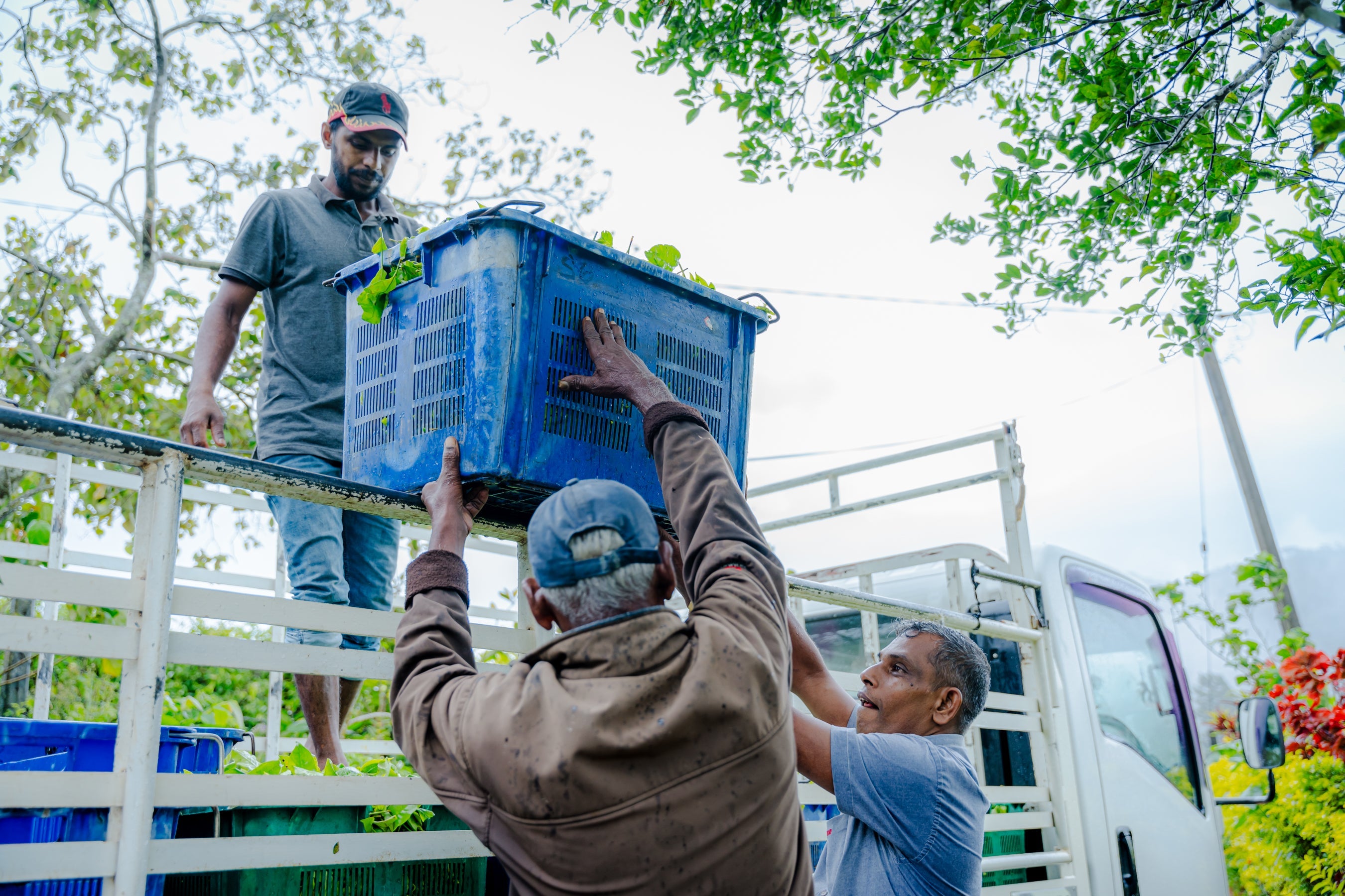 The Innovation That Changed an Industry: How Tea Crates Revolutionized Ceylon Tea Transport