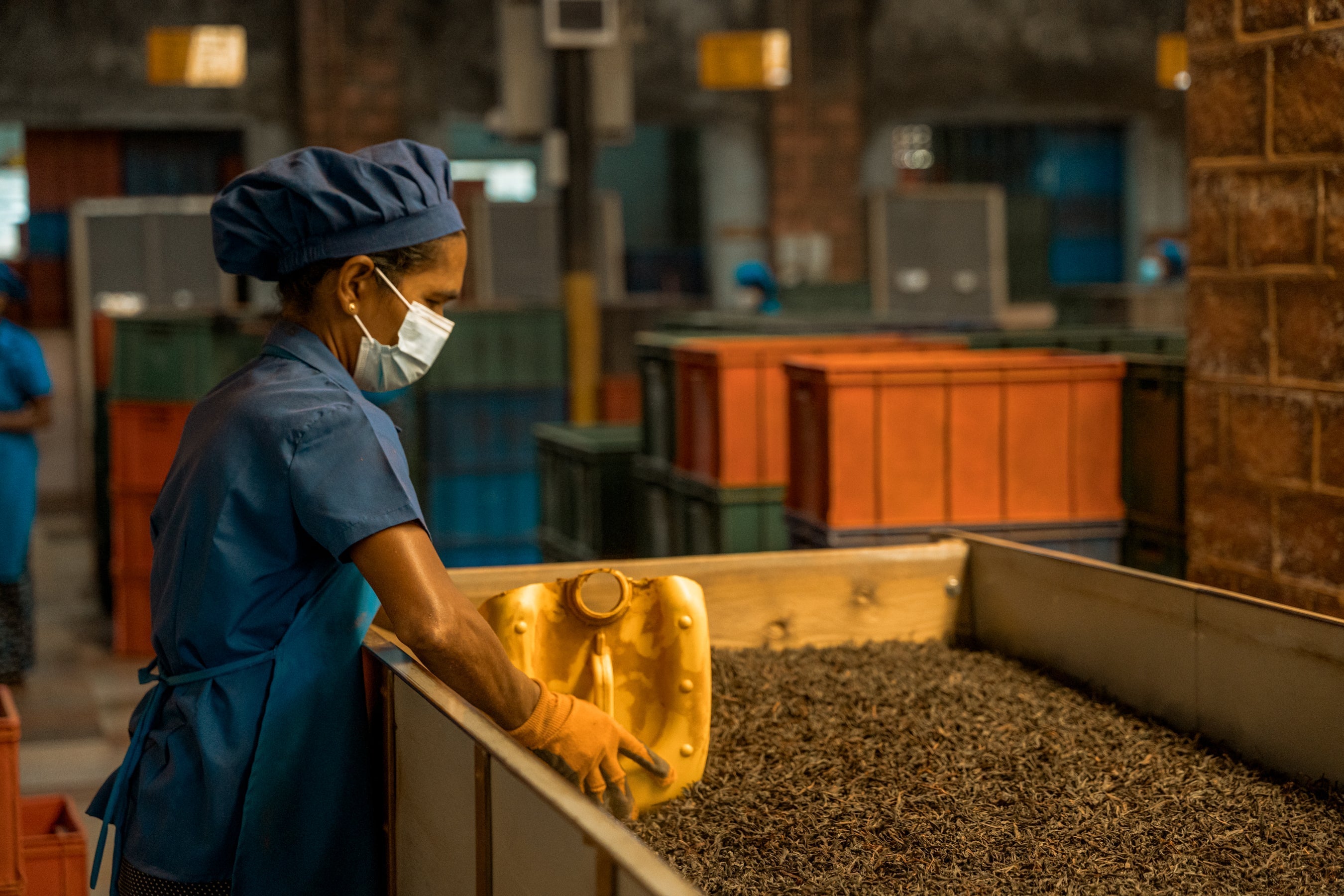 Drying and Sorting: The Final Mastery of Ceylon Tea Excellence