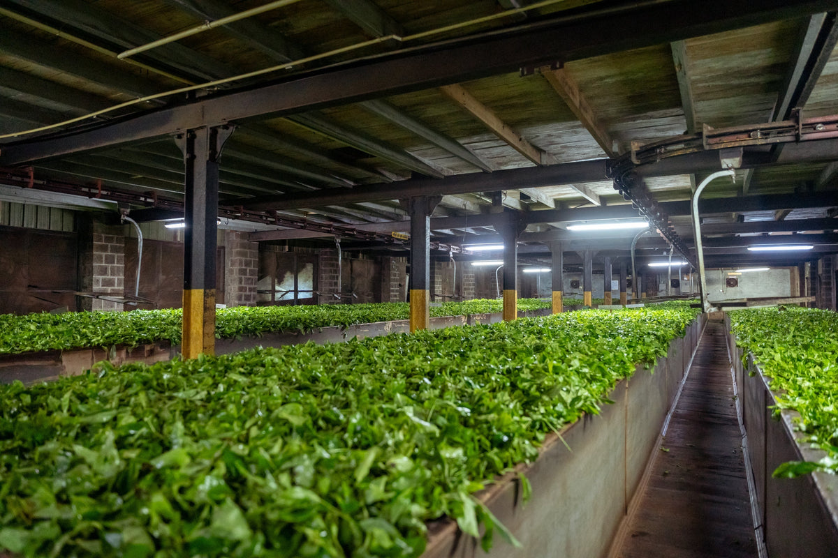 Tea Withering Process | Ceylon Tea Manufacturing | Panilkanda ...