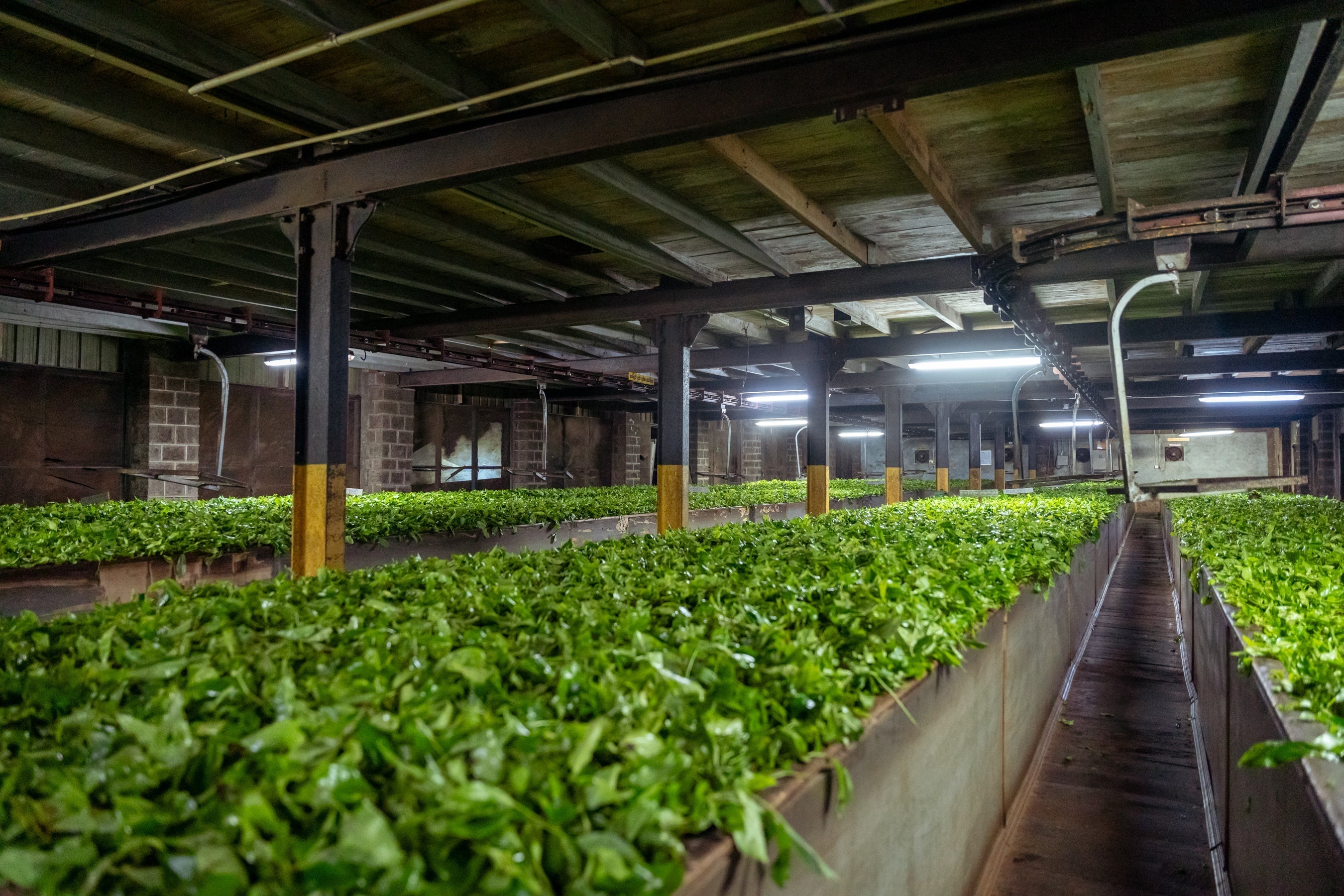 The Critical Art of Tea Withering: Where Flavour Transformation Begins